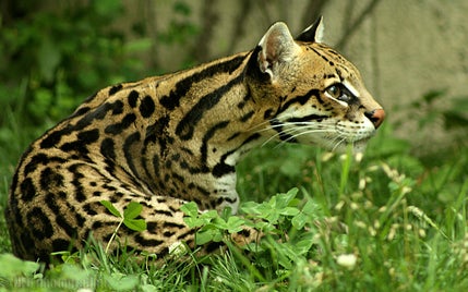3458_ocelot-standard-x8x65f.jpg