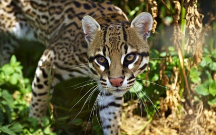 4_ocelot-standard-4ssxfa.jpg