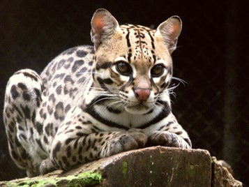 5_ocelot-standard-payize.jpg