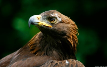 61dc9fc6-7681-4847-b5e2-5654265c22a7_5-standard-d637cc.jpg