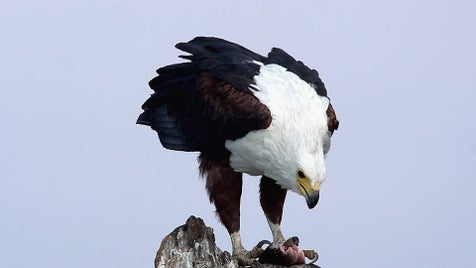 680084940-pygargue-vocifere-parc-national-de-chobe-capture-d-une-proie-delta-de-l-okavango-standard.jpg