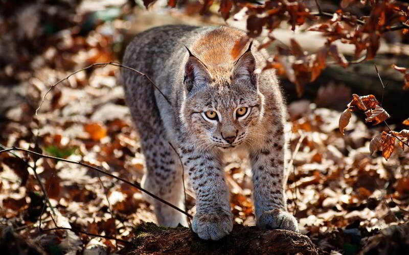 7010844-lynx-cat-standard-p0ajnq.jpg