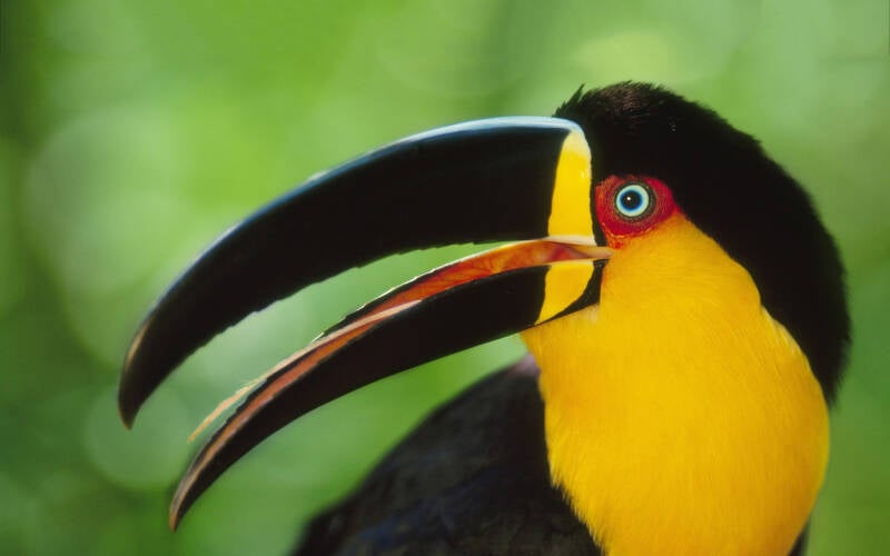 7024419-colored-toucan-hd-standard.jpg