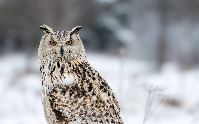 7027736-winter-siberian-eagle-owl-bird-standard.jpg