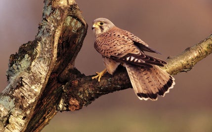 7028148-tree-bird-of-prey-standard.jpg