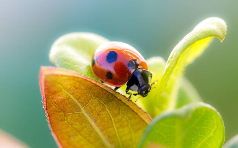 7028214-lady-beetle-leaves-standard.jpg