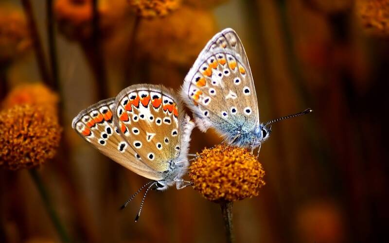 7030486-butterflies-nature-standard.jpg
