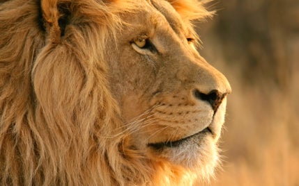 7030816-lion-head-background-standard.jpg