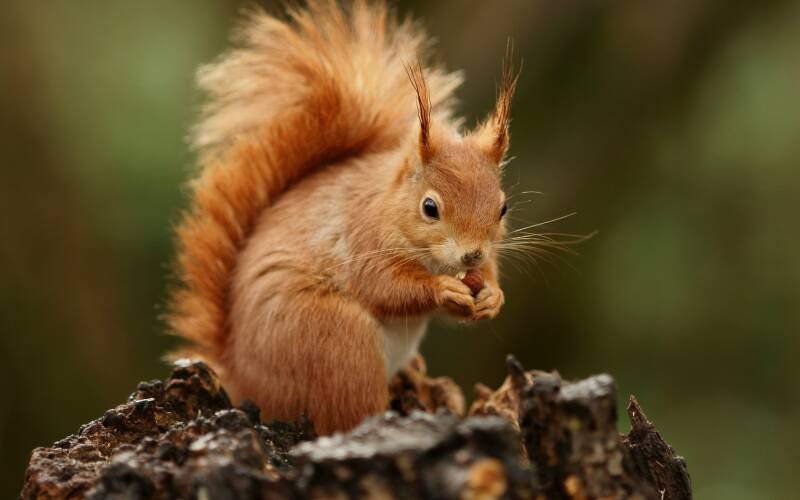 7033187-squirrel-nature-standard.jpg