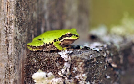7033484-frog-close-up-macro-standard.jpg