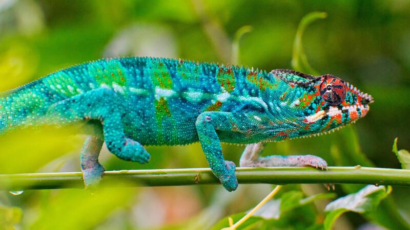 7033651-blue-chameleon-lizard-standard.jpg