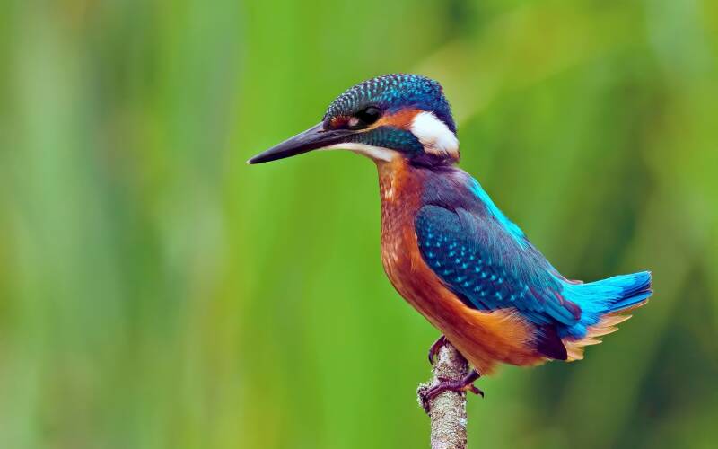 7036998-bird-kingfisher-standard.jpg
