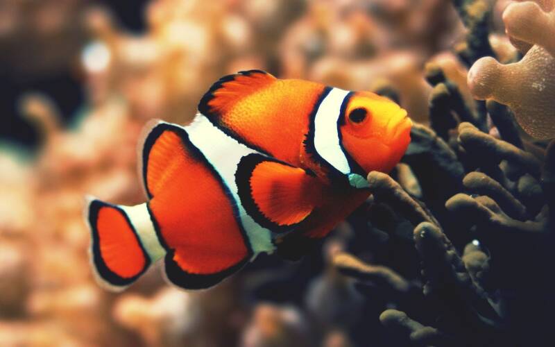 7037015-clownfish-underwater-standard.jpg