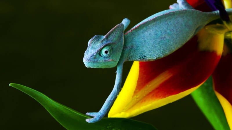7037303-chameleon-wallpaper-standard.jpg