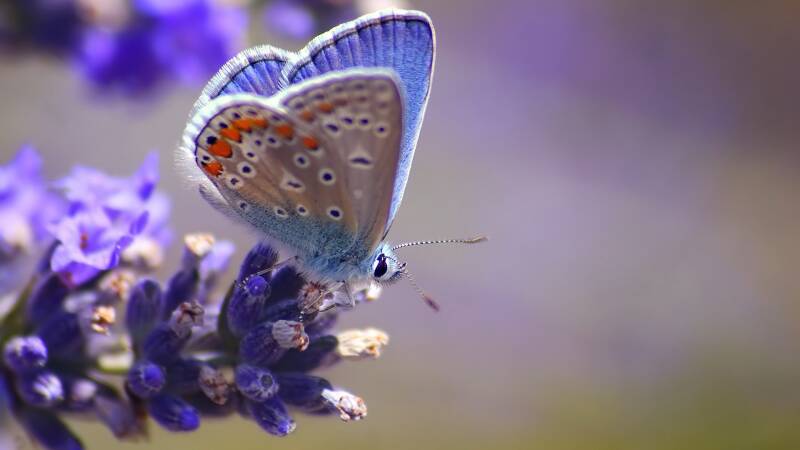 7037489-flower-close-up-butterfly-standard.jpg