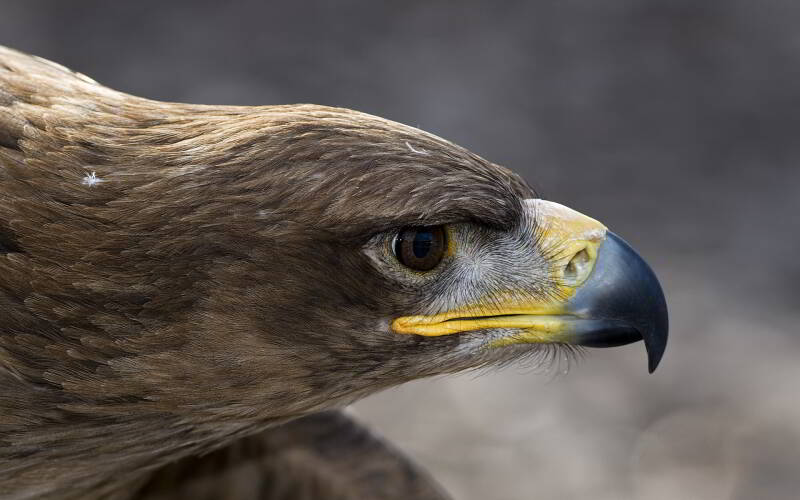 7037834-eagle-head-standard.jpg