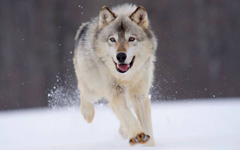 7038599-gray-wolf-standard.jpg
