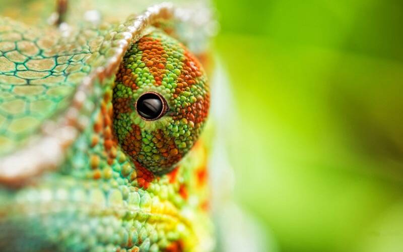 7039024-chameleon-eye-standard.jpg
