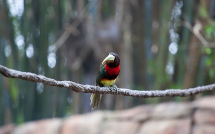 7039448-branch-bird-standard.jpg