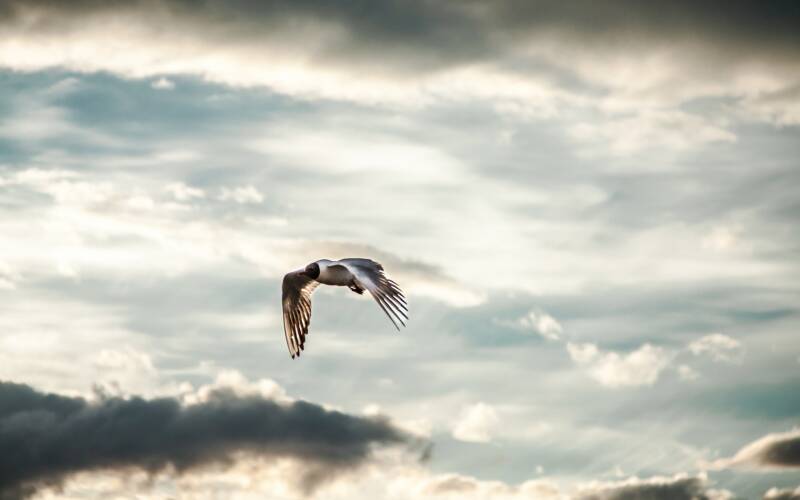 7040872-sky-clouds-bird-seagull-standard.jpg