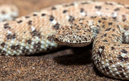 7041000-snake-close-up-standard.jpg