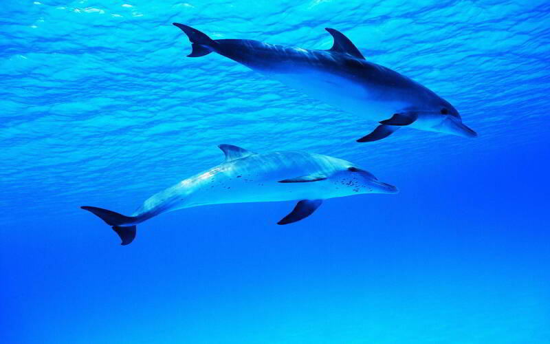 7041287-two-dolphins-standard.jpg