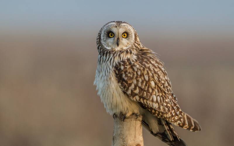 7041904-short-eared-owl-standard.jpg