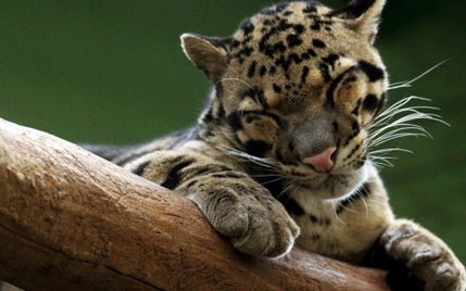 7_ocelot-standard-hvqcqj.jpg