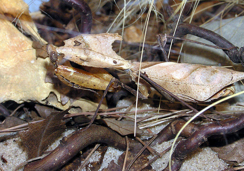 800px-bristol-zoo-dead-leaf-mantis-arp-standard.jpg