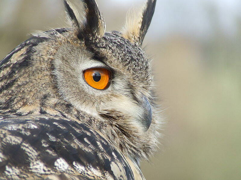 800px-bubo_bubo_portrait-standard.jpg