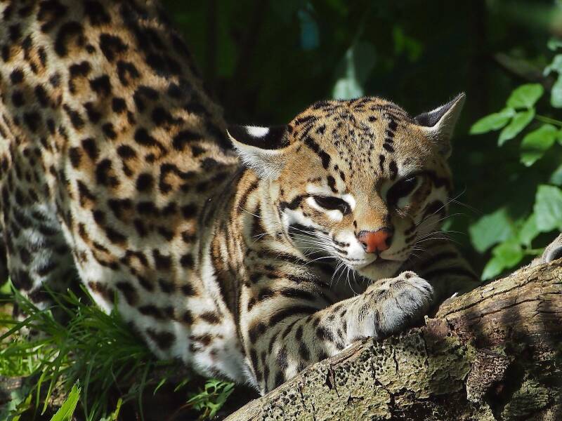 8_ocelot-standard-utzopp.jpg