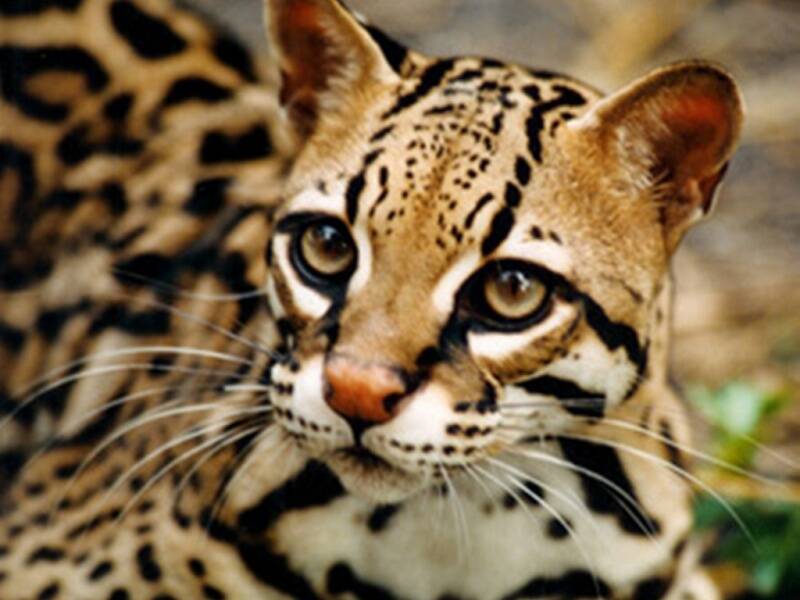 90975-ocelot-standard-02hhwu.jpg