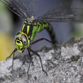 aeshna-cyanea-872365_960_720-standard.jpg