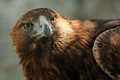aigle-royal_aquila-chrysaetos-standard.jpg