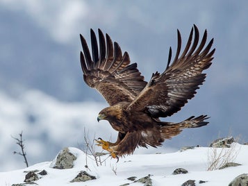 aigle_royal_a_simon-1000_750-standard.jpg