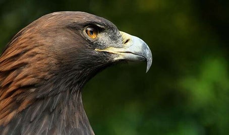 aigle_royal_flickrfavorites_0-standard.jpg