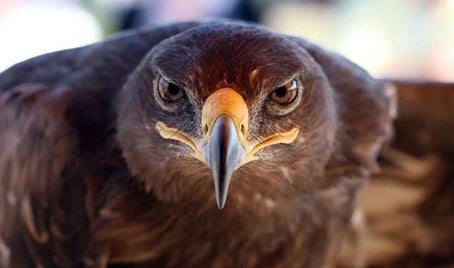 aigle_royal_sebastian_rebolledo-standard.jpg