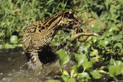 an-ocelot-grabs-an-immature-anaconda-ed-george-standard.jpg