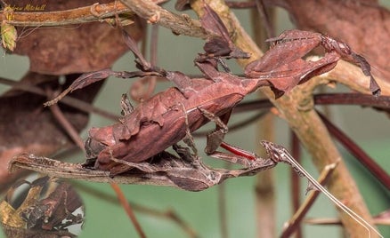 animal-camouflage_ghost_mantis_astonishing_2-standard.jpg