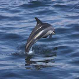 atlantic-white-sided-dolphin5-standard.jpg
