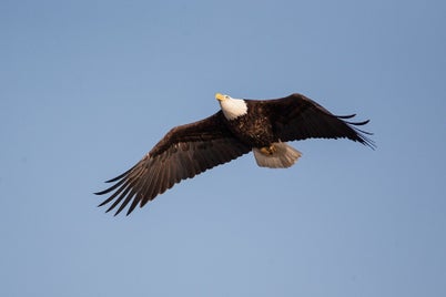 bald-eagle-1018732_960_720-standard.jpg