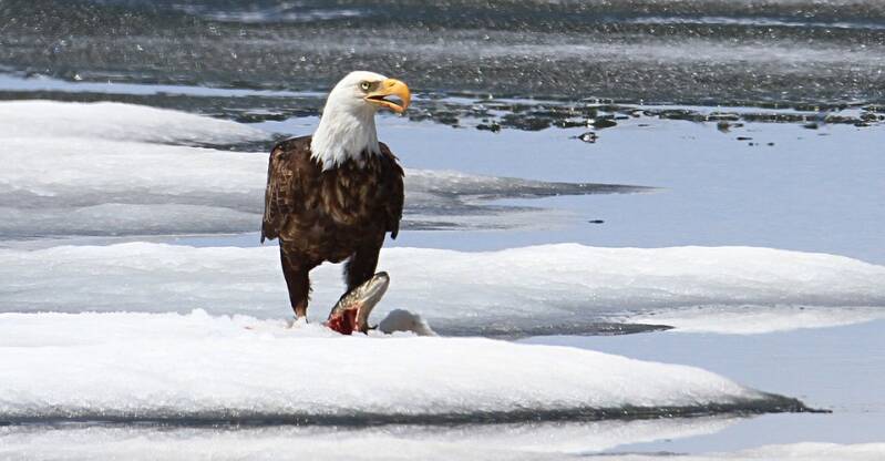 bald-eagle-1179354_960_720-standard-17e3s7.jpg