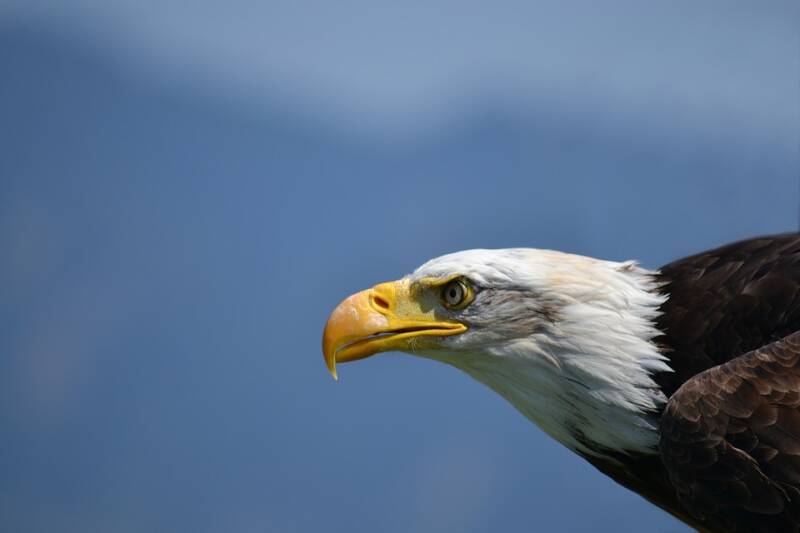 bald-eagle-1224646_960_720-standard.jpg