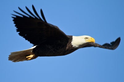 bald-eagle-1259676_960_720-standard-1oo4sa.jpg