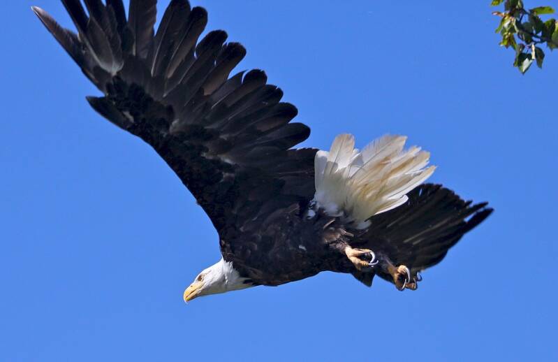 bald-eagle-1379813_960_720-standard.jpg