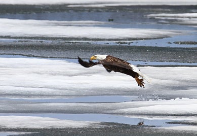 bald-eagle-1448511_960_720-standard.jpg