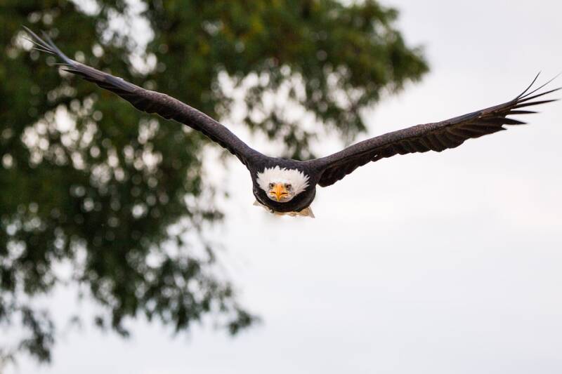 bald-eagle-1728701_960_720-standard.jpg