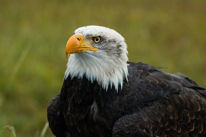 bald-eagle-1728714_960_720-standard.jpg