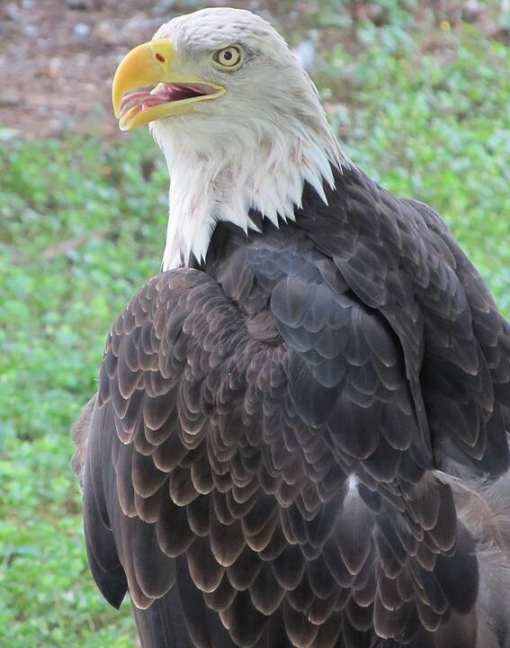 bald-eagle-1987469_960_720-standard.jpg