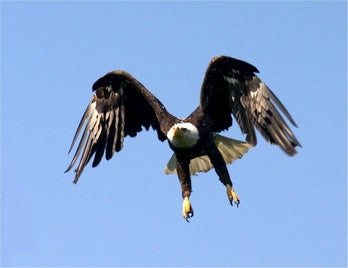 bald-eagle-529060_960_720-standard.jpg